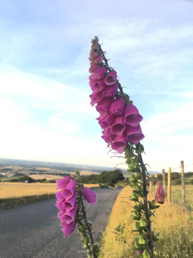 Meadow Sweet * Okehampton