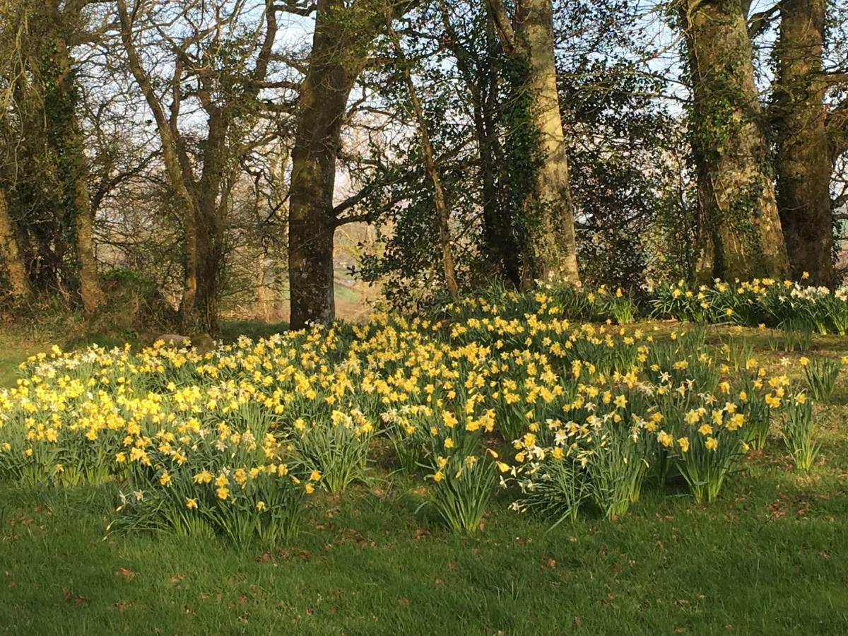 Meadow Sweet Okehampton