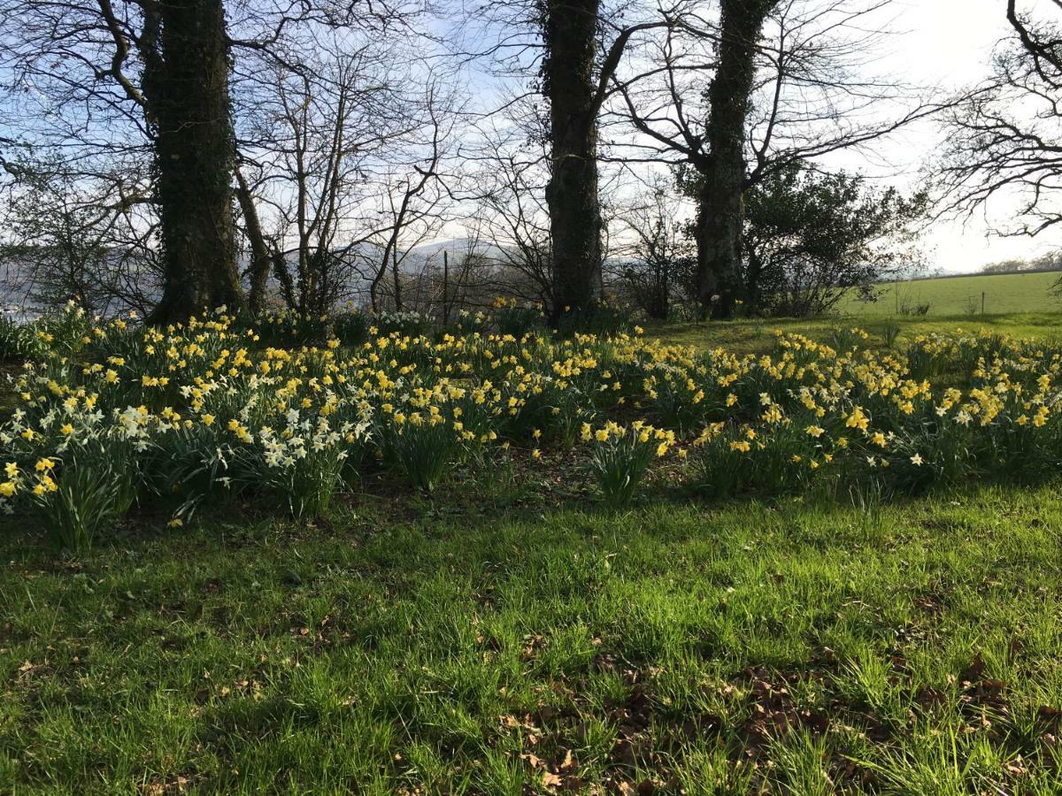 Meadow Sweet Okehampton